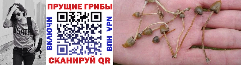 Псилоцибиновые грибы Psilocybine cubensis ссылка на мегу онион Татарск сколько стоит